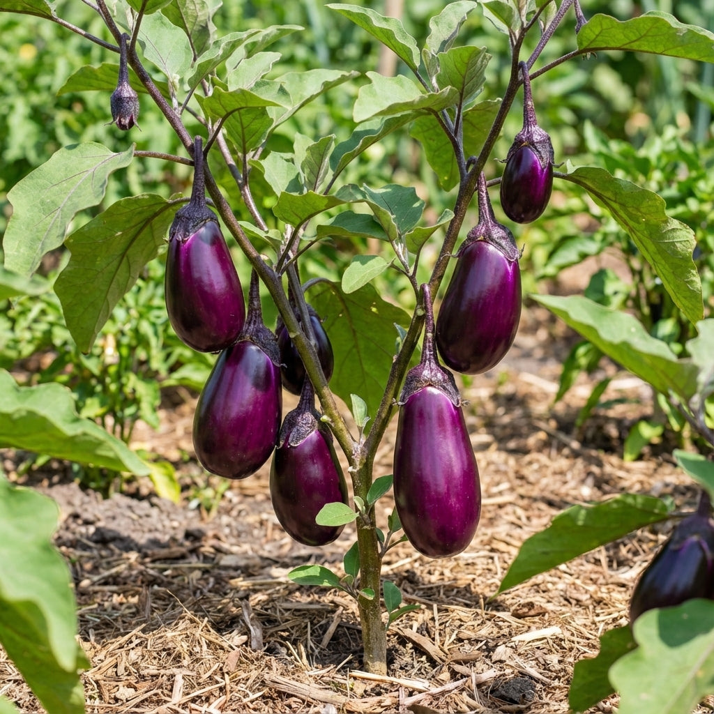 Violet Brinjal Vegetable Seeds for Planting