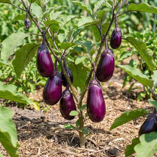 Violet Brinjal Vegetable Seeds for Planting