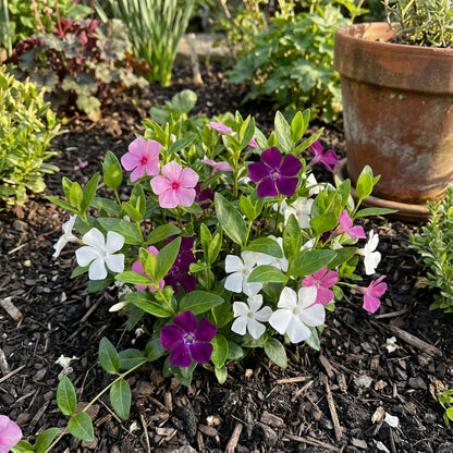 Vinca Mix Seeds for Planting  Colorful Annual Blooms for Your Garden