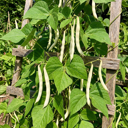 White Tarbais Bean Seeds for Garden Planting