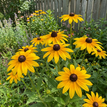 Black Eyed Susan Seeds for Planting | Vibrant Flower Seeds for Your Garden