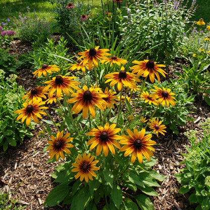 Black Eyed Susan Seeds for Planting | Vibrant Flower Seeds for Your Garden
