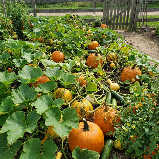 Mixed Pumpkin Planting Seeds for a Bountiful Harvest