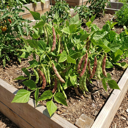 Mixed Pinto Bean Seeds for Garden Planting