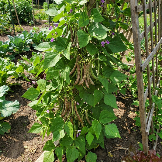 Mixed Pinto Bean Seeds for Garden Planting