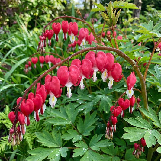 Red Bleeding Heart Planting Seeds  Perennial Flower Seeds for Spring & Fall