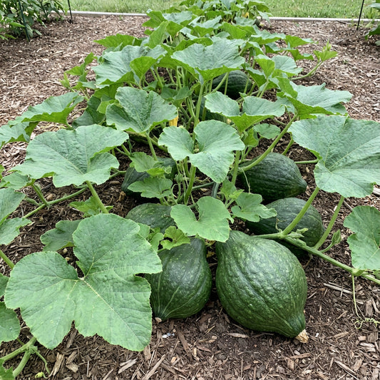 Green Hubbard Vegetable Seeds for Planting