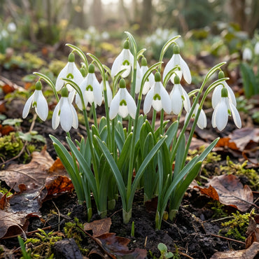 Galanthus Snowdrop Seeds for Planting - Early Spring Blooms