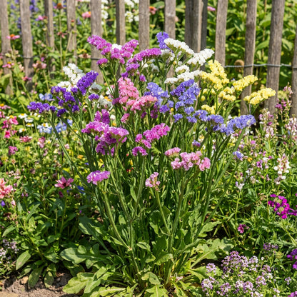 Statice Mix Planting Seeds  Vibrant Blooms for Spring Gardens