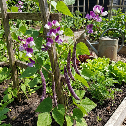 Purple White Stallard Vegetable Seeds for Planting