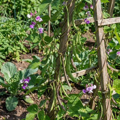 Purple White Stallard Vegetable Seeds for Planting