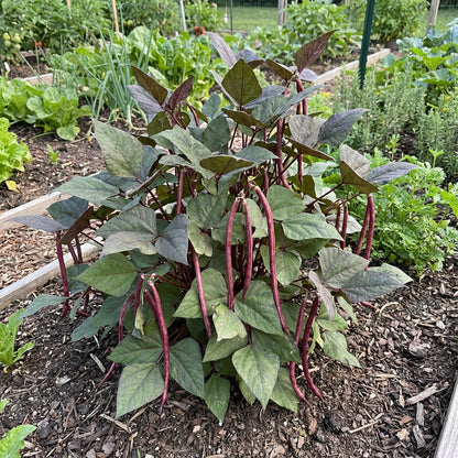Red Unguiculata Vegetable for Planting Seeds