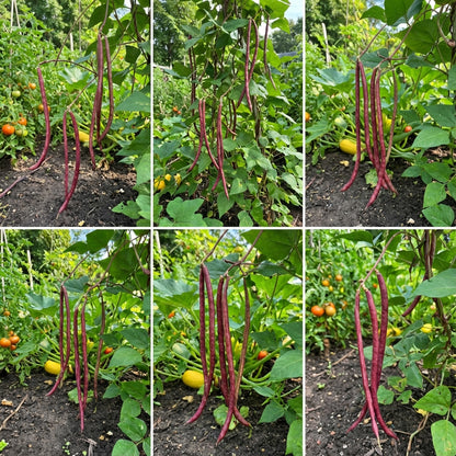 Red Unguiculata Vegetable for Planting Seeds