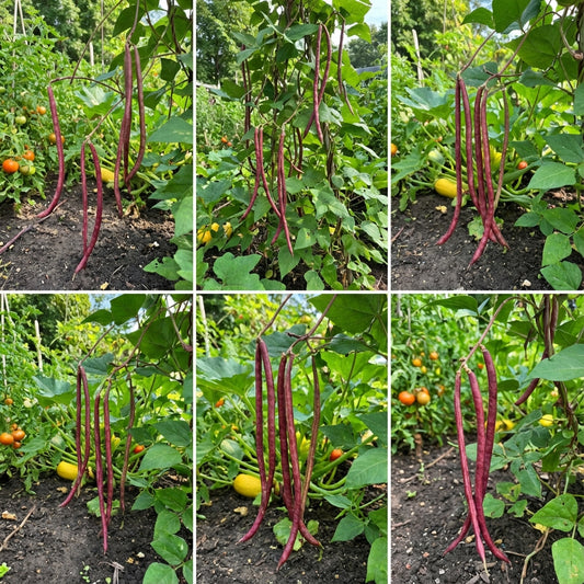 Red Unguiculata Vegetable for Planting Seeds