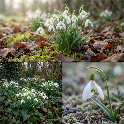 Galanthus Snowdrop Seeds for Planting - Early Spring Blooms