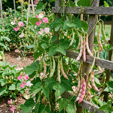 Pink & White Pinto Bean Seeds for Planting