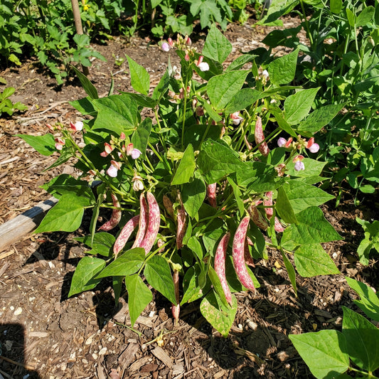 Pink & White Pinto Bean Seeds for Planting