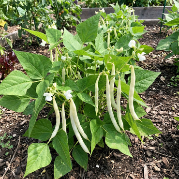 White Bean Planting Seeds for Your Garden