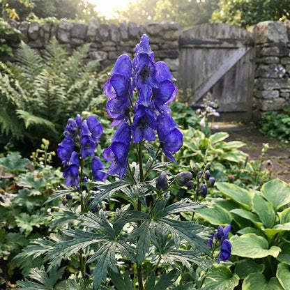 Monkshood Blue Flower Seeds for Planting - Stunning Perennial Blooms