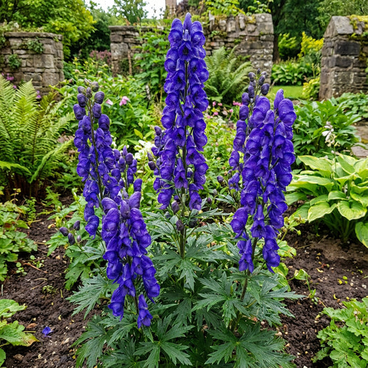Monkshood Blue Flower Seeds for Planting - Stunning Perennial Blooms