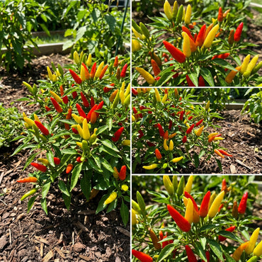 Red & Yellow Tabasco Pepper Seeds for Vegetable Gardens