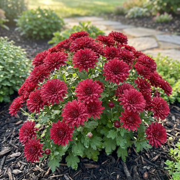 Chrysanthemum Red Flower Seeds for Planting | Perennial Blooms