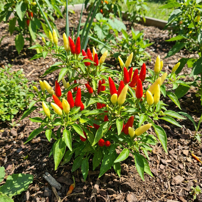 Red & Yellow Tabasco Pepper Seeds for Vegetable Gardens