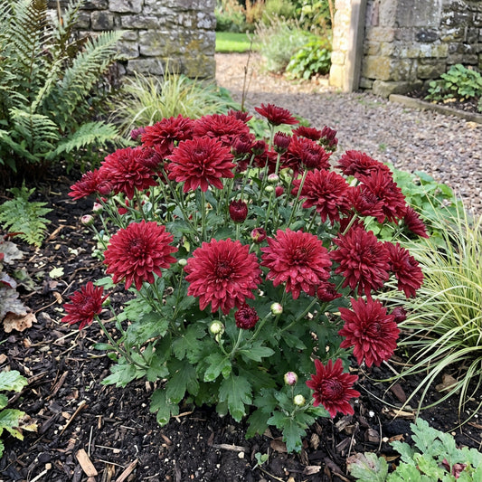 Chrysanthemum Red Flower Seeds for Planting | Perennial Blooms