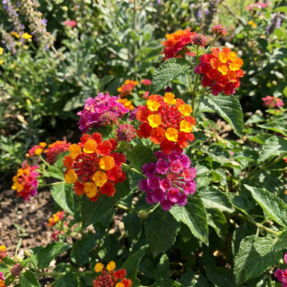 Lantana Mix Flower Planting Seeds for a Colorful Garden
