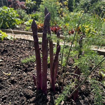 Purple Asparagus Seeds Perfect for Planting