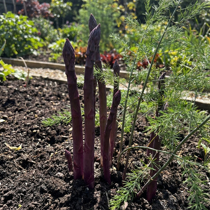Purple Asparagus Seeds Perfect for Planting