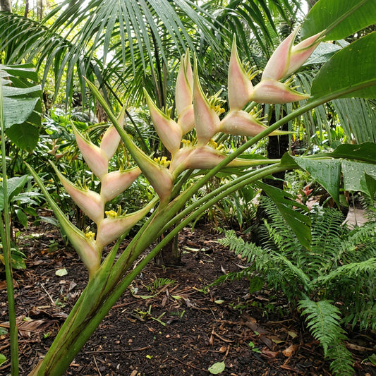Heliconia Wagneriana Seeds for Tropical Planting  Vibrant Exotic Blooms