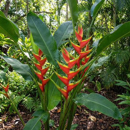 Heliconia Wagneriana Seeds for Tropical Planting  Vibrant Exotic Blooms