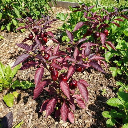 Red Prisma Seeds for Easy Planting