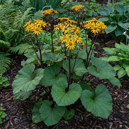 Ligularia Flower Planting Seeds for Vibrant Garden Blooms