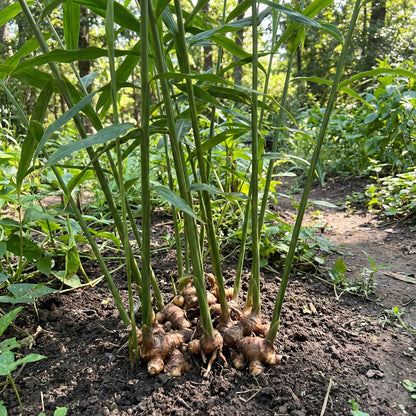 Brown Ginger Planting Seeds for Vegetables