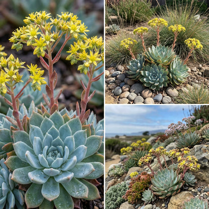 Dudleya Flower Seeds for Planting - Unique Succulent Garden Seeds