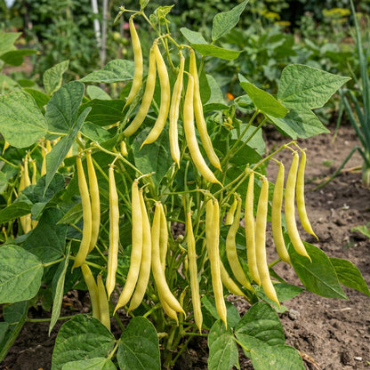 Yellow Bush Bean Seeds for Your Garden