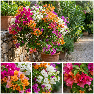 Mix Color Bougainvillea Seeds for Planting - Bright and Colorful Garden Blooms
