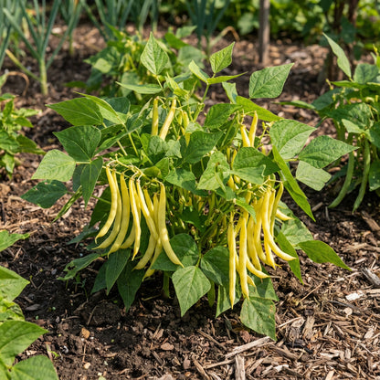 Yellow Bush Bean Seeds for Your Garden