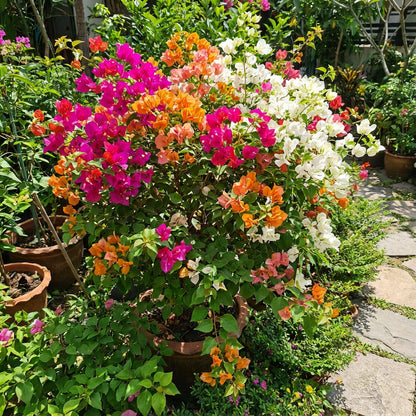 Mix Color Bougainvillea Seeds for Planting - Bright and Colorful Garden Blooms
