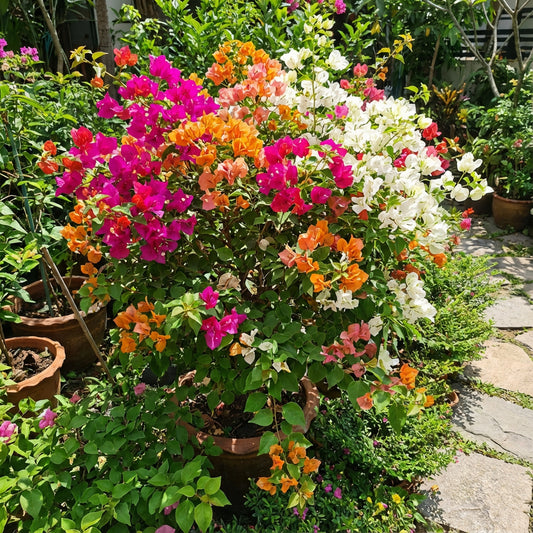 Mix Color Bougainvillea Seeds for Planting - Bright and Colorful Garden Blooms