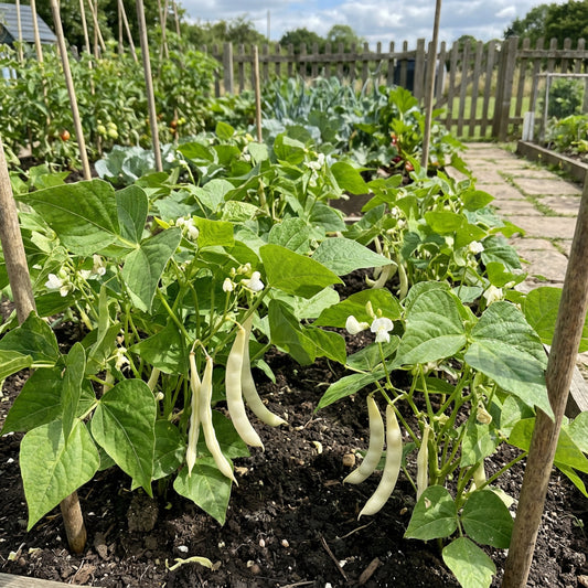 White Mogettes Beans Planting Seeds for Vegetables