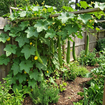 Green Sponge Gourd Vegetable Seeds for Planting