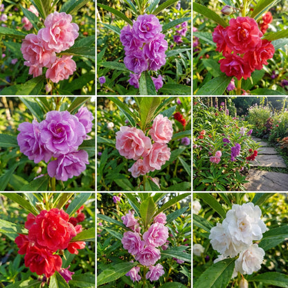 Colorful Balsam Flower Planting Seeds  Easy Spring Garden Annuals