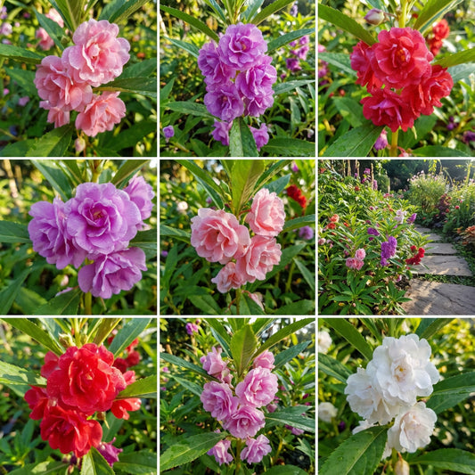 Colorful Balsam Flower Planting Seeds  Easy Spring Garden Annuals