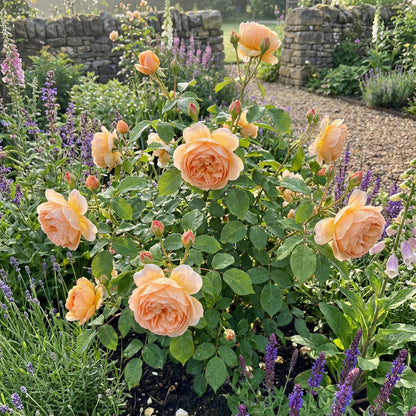 Juliet Flower Planting Seeds for Vibrant Blooms - Perfect for Your Garden