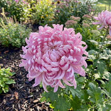 Rare Pink Chrysanthemum Bonsai Seeds for Planting