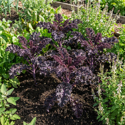 Purple Scarlet Kale Vegetable Seeds for Easy Planting