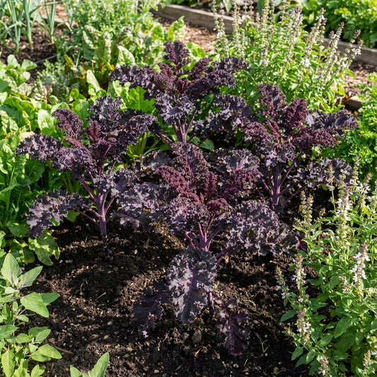 Purple Scarlet Kale Vegetable Seeds for Easy Planting